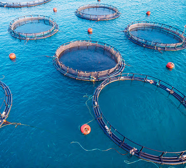 fish farm cages aquaculture and marine industry